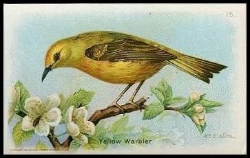 15 Yellow Warbler